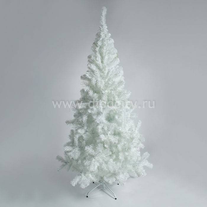 Ель Снежная