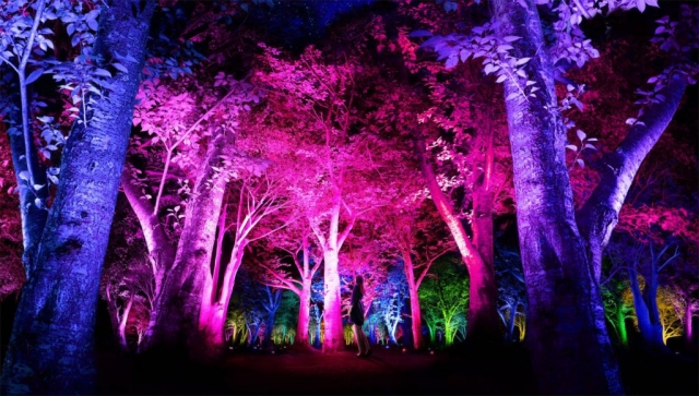 TSvetnyie-svetodiodyi-v-lesu-Kioto-640x363.jpg