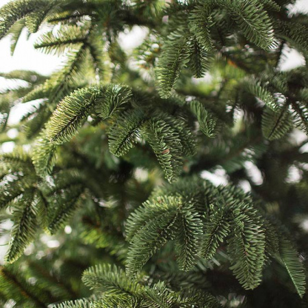 Ель Онтарио