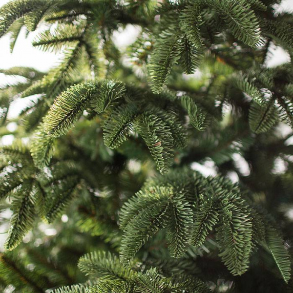 Ель Онтарио