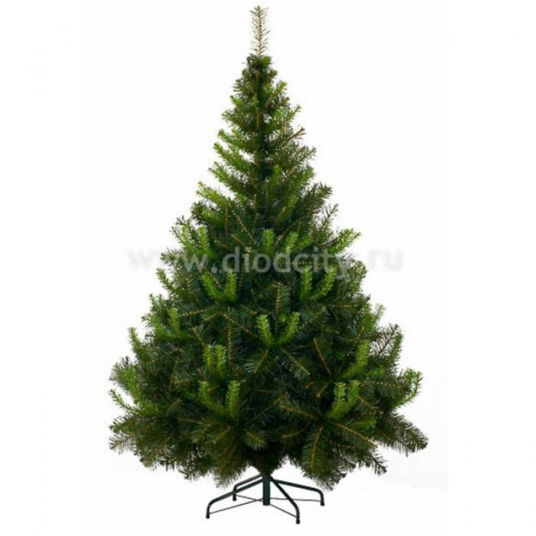 Ель Таежная