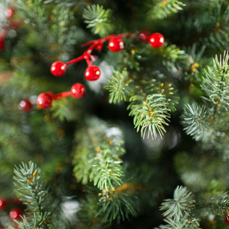 Ель Грацио с ягодами