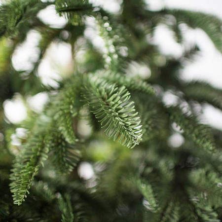 Ель Онтарио