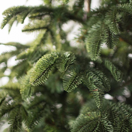 Ель Онтарио