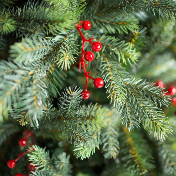 Ель Грацио с ягодами