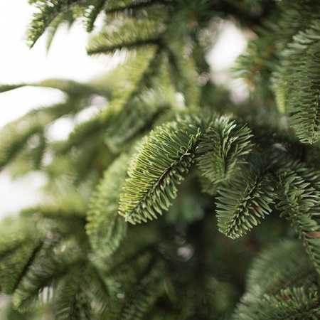 Ель Онтарио